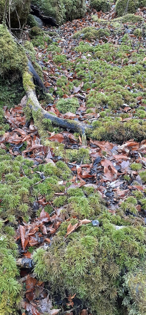 245-227(34-32)法華院温泉山荘103_102047