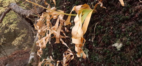 236-219(25-24)大崩山1104_152119