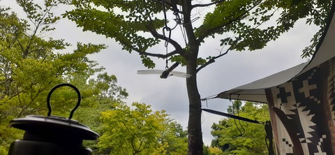 216-200(5-5)山鳥の森623_143400