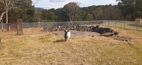 237-220(26-25)るるパーク1111_131109