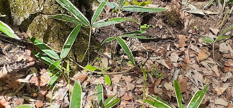 153-138(52-52)マゼノ 甲の瀬キャンプ村430_113750