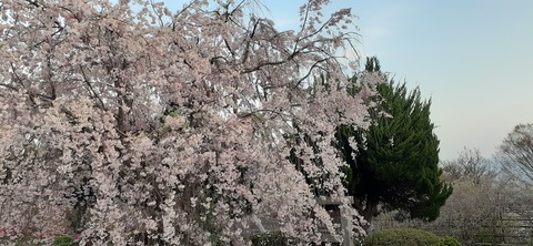 150-1345(49-49)吉井百年公園10_060059