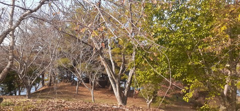 237-220(26-25)るるパーク1111_131001