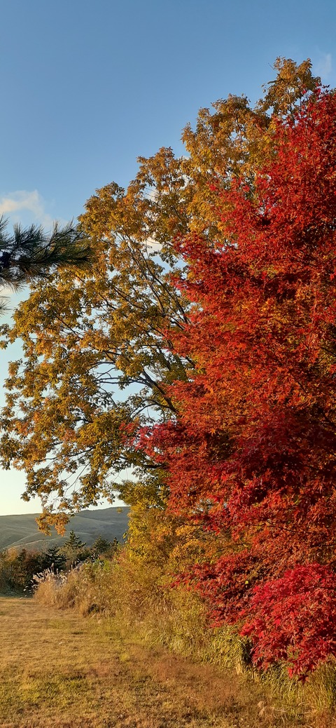 179-163(21-20)ゴンドーシャロレー7泊目1029_171026