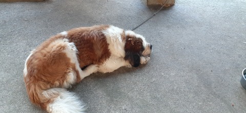 229-212(18-17)竹原牧場917_062914