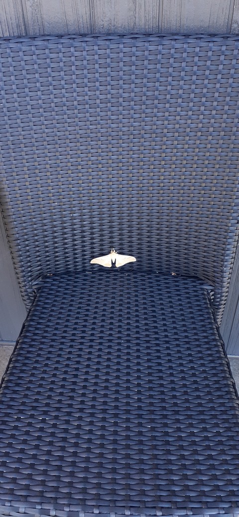 179-163(21-20)ゴンドーシャロレー7泊目1030_110701