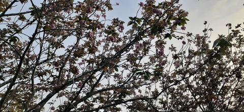 257-238(46-43)開聞岳428_062044