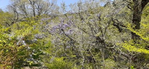 153-138(52-52)マゼノ 甲の瀬キャンプ村430_113504