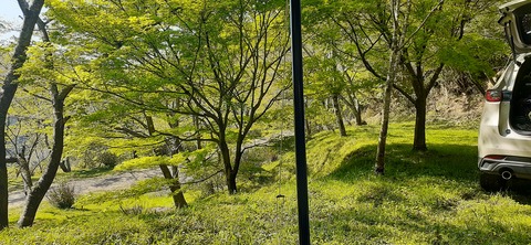 255-236(44-41)味見桜公園413_145917