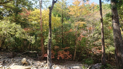 68-55(23-19)藤河内渓谷キャンプ場206S