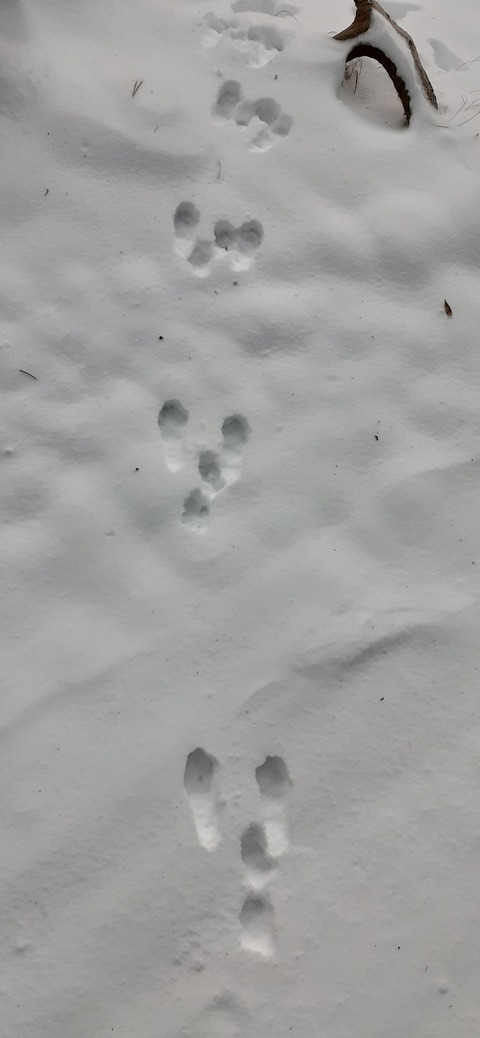 238-221(27-26)法華院温泉山荘1119_070855