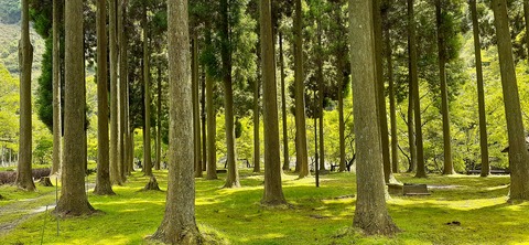 211-195(53-52)猿ヶ城キャンプ場505_125940