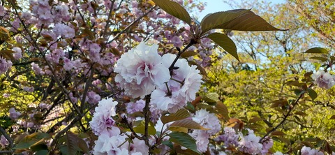 150-1345(49-49)吉井百年公園9_151829