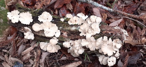 245-227(34-32)法華院温泉山荘103_094523