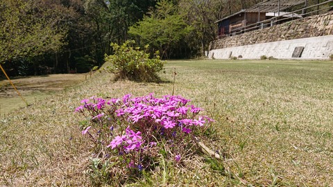 95-80(50-44)小鳥の森キャンプ場472S