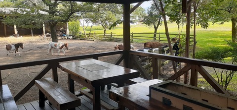 229-212(18-17)竹原牧場916_145748