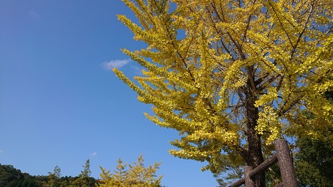 67-54(22-18)辻河原公園キャンプ場175S