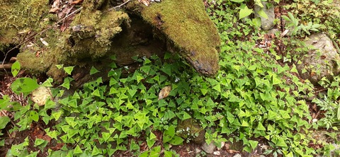 227-210(16-15)スノーピーク奥日田902_134628