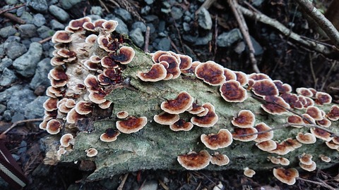 112-97(11-11)坊ガツルキャンプ場361