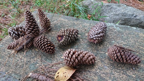 18-15平原公園キャンプ場跡555