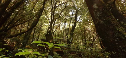 259-240(48-45)宮之浦岳新高塚小屋430_063747