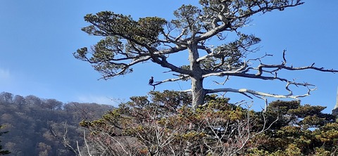 236-219(25-24)大崩山1104_093809