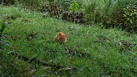 59-48(14-12)瀬の本高原オートキャンプ場440S