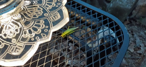 182-166(24-23)牧の原キャンプ場2回目1113_071252