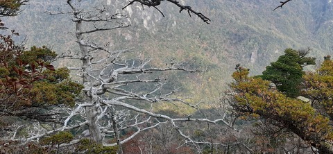 236-219(25-24)大崩山1104_142248