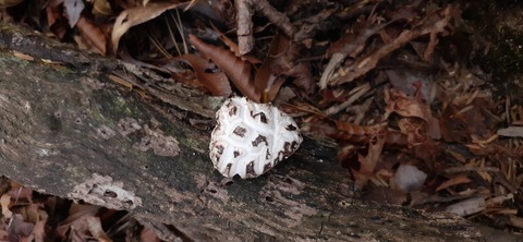 236-219(25-24)大崩山1104_151917