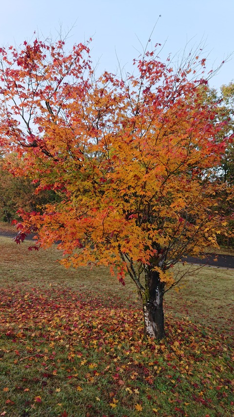 70-57(25-21)服掛松キャンプ場396S