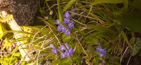 257-238(46-43)開聞岳428_080820