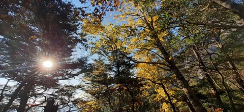 236-219(25-24)大崩山1104_075615