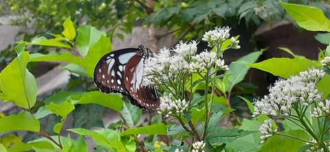 270-250(7-6)法華院温泉728_115732