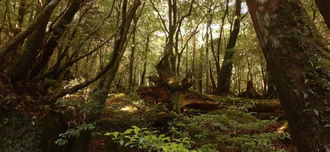 259-240(48-45)宮之浦岳新高塚小屋430_063740