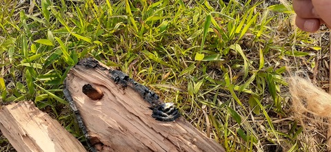 159-144(1-1)遊牧民521_174607