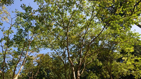 19-16お牧山公園キャンプ場596