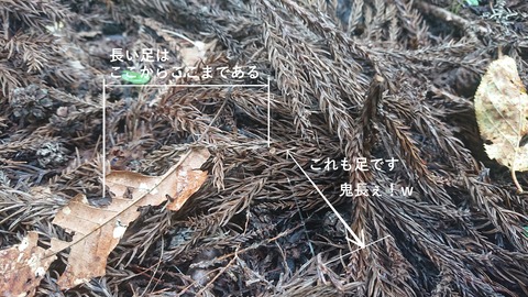 113-98(12-12)福岡某所野営地470R