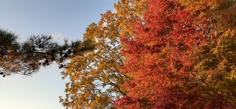 179-163(21-20)ゴンドーシャロレー7泊目1029_171034