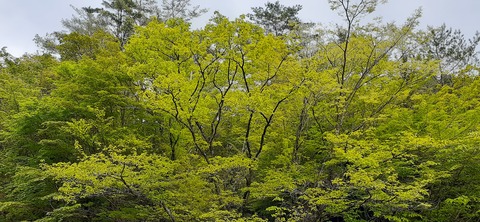 156-141(55-55)鹿川キャンプ場505_162847
