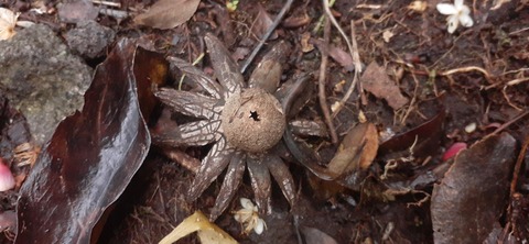 257-238(46-43)開聞岳428_083520