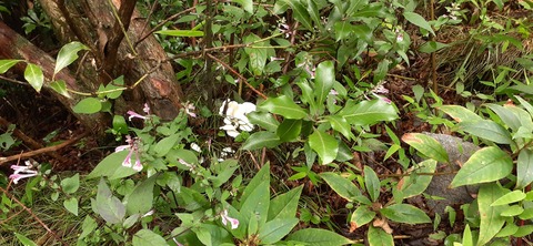 227-210(16-15)スノーピーク奥日田902_102003