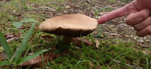 172-157(14-14)くじゅう自然動物園903_170824