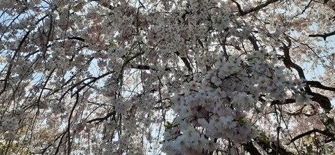 150-1345(49-49)吉井百年公園9_151706