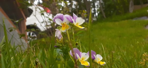 215-199(4-4)YUNOMORI CAMP SITE618_084146