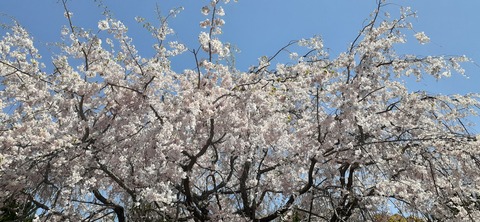 150-1345(49-49)吉井百年公園9_113514