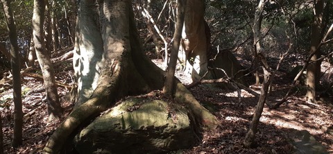 251-232(40-37)大坂山障子ヶ岳218_104517