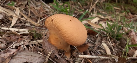 215-199(4-4)YUNOMORI CAMP SITE617_180735