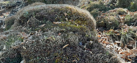 236-219(25-24)大崩山1104_112812