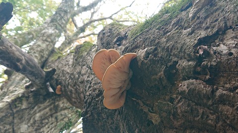 123-108(22-22)カナディアンビレッジ962